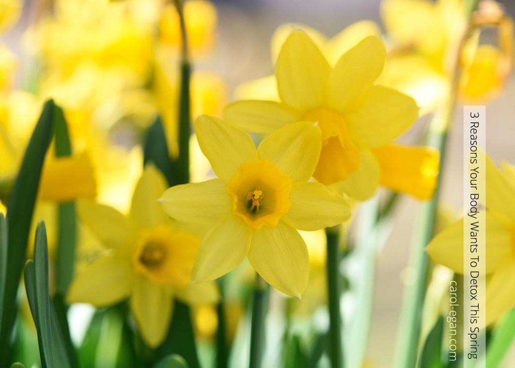 Daffodils2