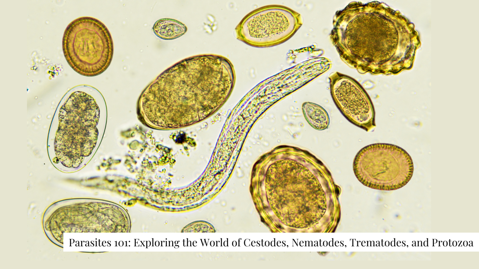 Parasites 101: Exploring the World of Cestodes, Nematodes, Trematodes ...